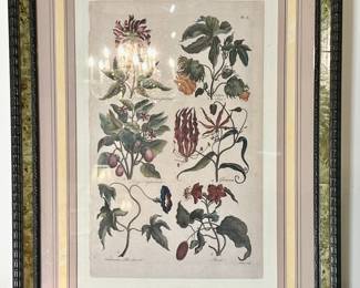 One of a pair of Botanical Prints