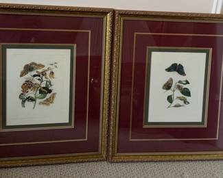 Butterfly Framed Art Prints