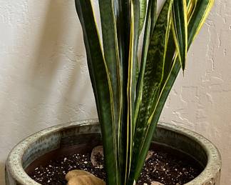 Flower Pot 