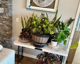 Plants for sale ! 