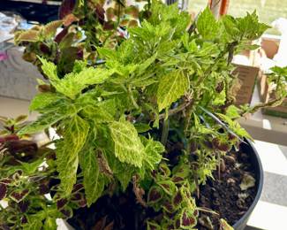 Many plants for sale