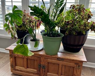 Plants for sale 