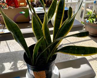 Plants 