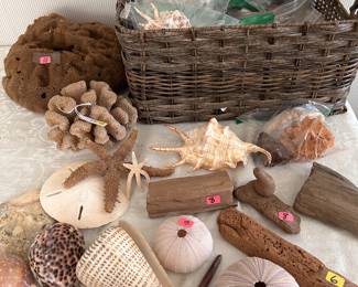 beautiful collection of sea shells