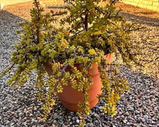 Potted Succulent 