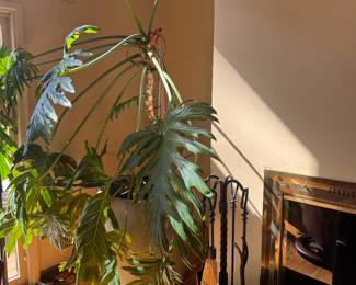 Very Large Plant