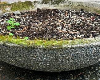 Large Aggregate Concrete Bowl Planter