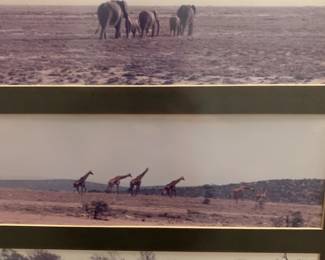 #100	set of 3 framed pictures of African animals, giraffes, elephants, lions, hippos and more	 $28.00 
