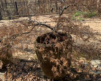 #111	japanese maple in concrete pot with people carved in side, 28"x22"  round	 $200.00 

