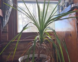 Large Potted Spider Plant
