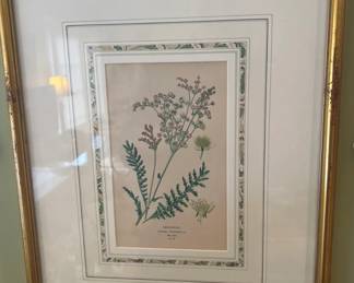 Framed Botanical Print - Dropwort (Oenanthe Phellandrium)