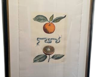 Giovanni Baptista Ferrari Original Antique Citrus Prints 1646