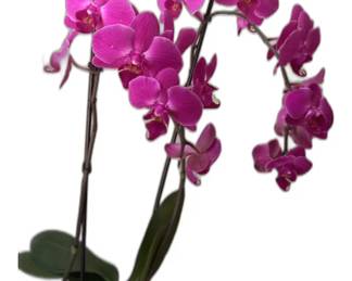 Purple Orchid