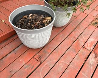 unfortunately the plant in this pot got planted in the yard by the landscapers!! Pots are available but no plant!!   