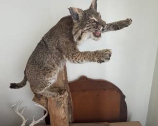 Mounted Bob Cat