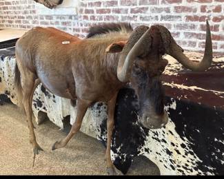 TAXIDERMY WILDEBEEST