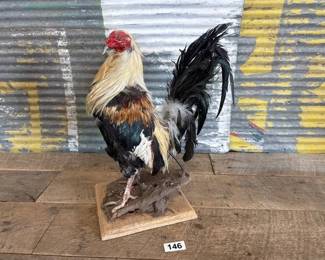 TAXIDERMY CHICKEN
