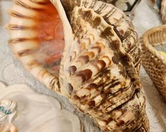 239 CEL Lifetime Collectors