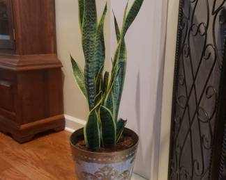 Live potted plant