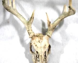 5071 - Deer Skull - 12" x 16"
