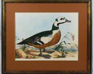 1559 - Steller's Pochard Duck Print 24x28
