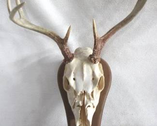 7609 - Mounted Deer Skull - 7 Point Buck - 20" x 15"
