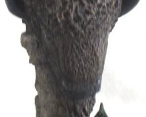 7853 - Buffalo Statue - 17" Tall
