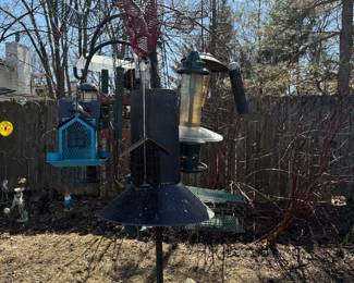 Bird feeders galore