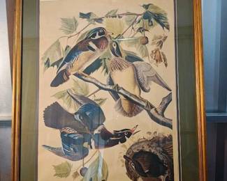Vintage Large Audubon Summer or Wood Duck no. 42 plate CCVI J. Audubon