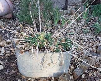 Galvanized Bucket