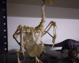 Vintage quail skeletal structure