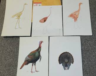 Wayne Trimm original artwork, paintings of the layers of a turkey, top to tail, muscles, bone, and organs. 