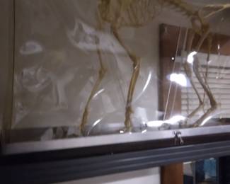 Vintage skeletal structure