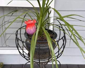 Potted plants