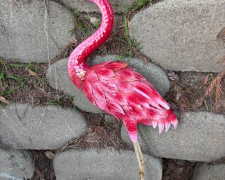 Flamingos 