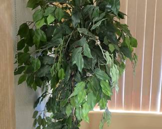 Ficus tree