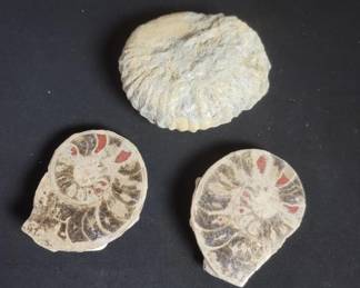 Lot # : 265 - Three fossil specimens
