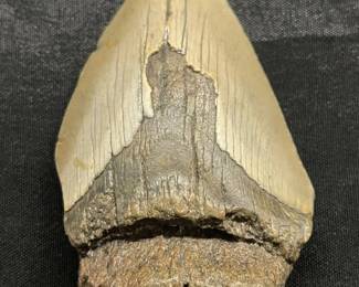 Lot # : 463v - Megaladon shark tooth
