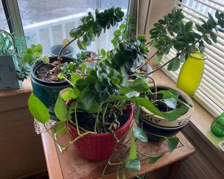 Live plants