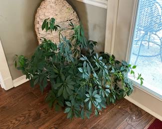LIVE plant, decor behind plant