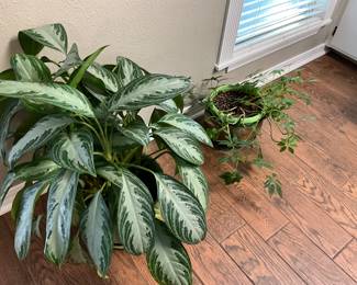 Several lovely LIVE plants