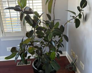 4" Rubber tree, comes with ceramic planter. ~20yrs old and very healthy. Excellent for indoor live plant enthusiasts.