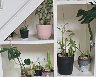 Lots of  House Plants - There in every room all beautiful!