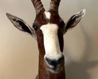 Taxidermied Shoulder Mount Biesbok