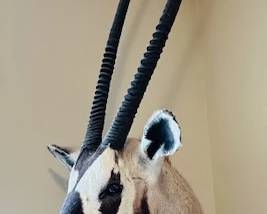 Taxidermied head of a Gemsbok (Oryx gazella) from South Africa.