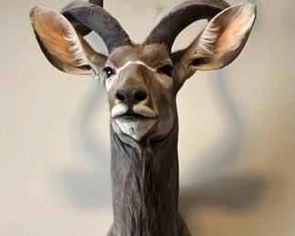 Taxidermied mount of an African Greater Kudu.