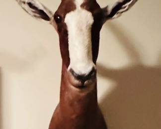 Taxidermied South African blesbok.