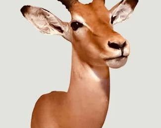 Taxidermied impala head and shoulder mount.  Native to Eastern and Southern Africa.