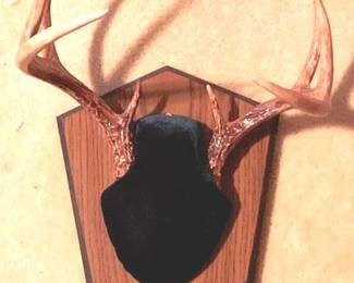 103 - Deer Mount - 12" x 12"