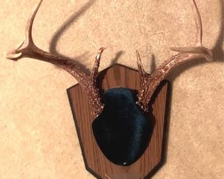 101 - Deer Mount - 16" x 12"